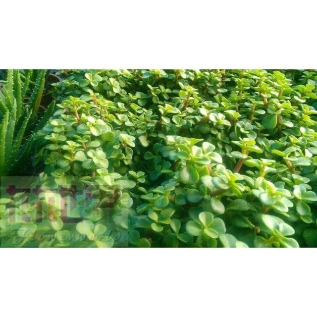 多肉植物*  銀杏木  3吋盆高5-10cm 可愛抒壓好療癒【花森好市玫瑰園】
