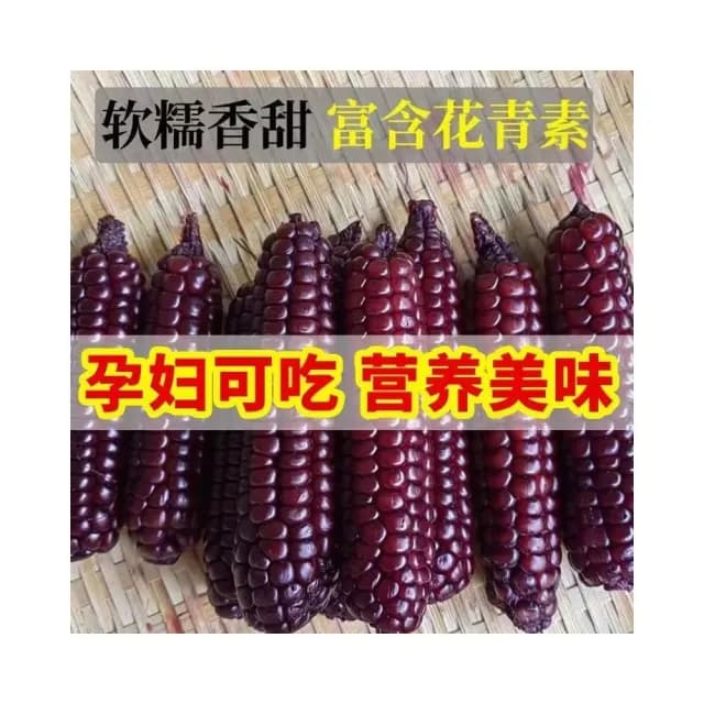 紫糯拇指玉米西雙版納香糯小玉米棒糯玉米拇指玉米棒黏玉米棒