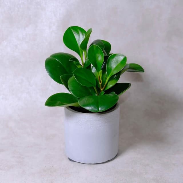 原植圓葉發財樹(招財·送禮·室內植栽)