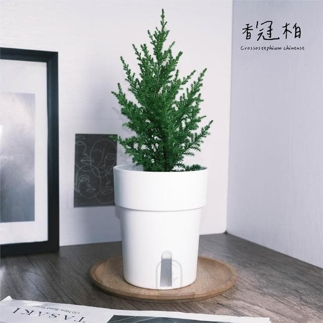 原植｜植物｜香冠柏·聖誕樹·交換禮物·聖誕禮物·聖誕節·香味植物·裝飾小樹·觀葉植物·3吋