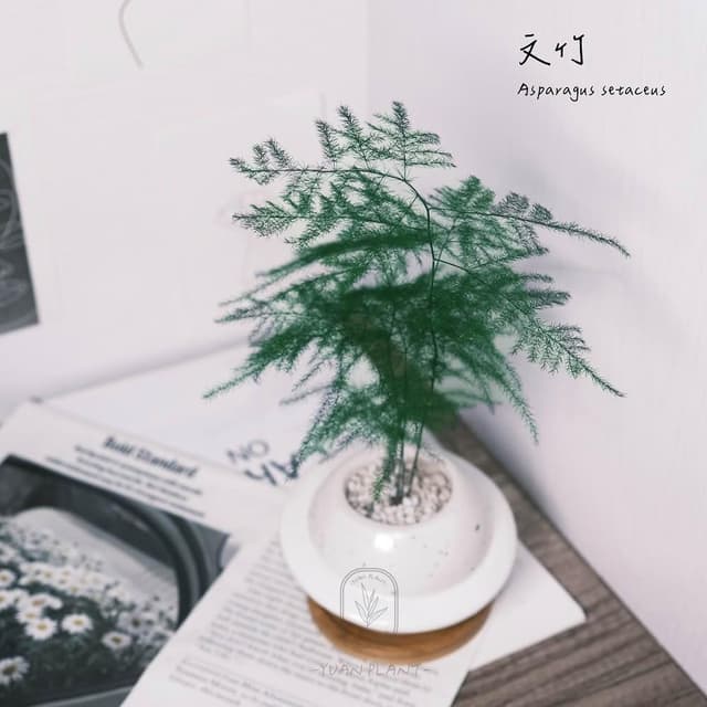 原植｜植物｜文竹·辦公室植物·淨化空氣·觀葉植物·氣質高雅·室內植物·風水植栽·3寸·5寸