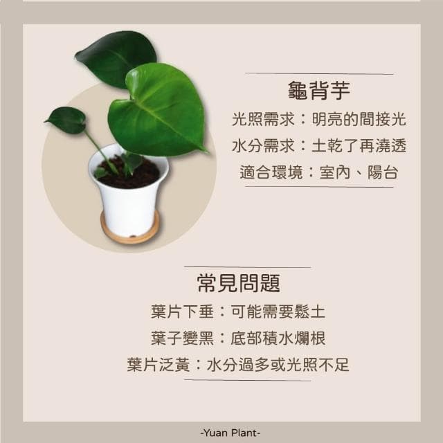 原植｜植物盆栽｜龜背芋·電信蘭·辦公室植物·居家擺設·室內植物·耐陰植物·水泥盆栽·免澆水盆栽·自動澆水花盆·3吋