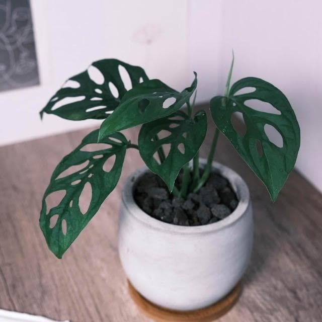 原植｜植物｜窗孔龜背芋·洞洞蔓綠絨·窗孔藤·室內植物·耐陰植物·水泥盆栽·辦公室植物·垂吊植栽·天南星科·居家擺設