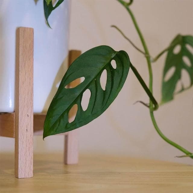 原植｜植物｜窗孔龜背芋·洞洞蔓綠絨·窗孔藤·室內植物·耐陰植物·水泥盆栽·辦公室植物·垂吊植栽·天南星科·居家擺設