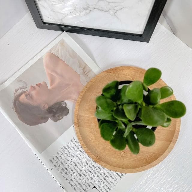 原植｜植物｜翡翠木．玉樹．多肉．灌木植物．發財樹．景天科．園藝．種植．栽種．培養．性極耐旱．3吋