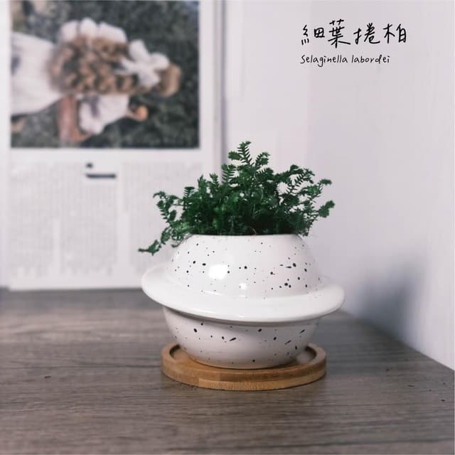 原植｜植物｜細葉卷柏·耐陰植物·室內植物·療癒盆栽·熱帶雨林·觀葉植物·浴室植物