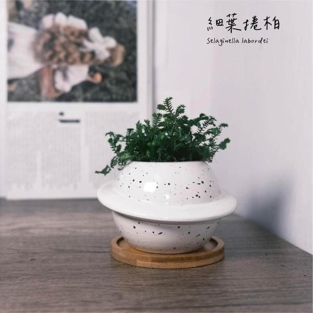 原植｜植物｜細葉卷柏·耐陰植物·室內植物·療癒盆栽·熱帶雨林·觀葉植物·浴室植物