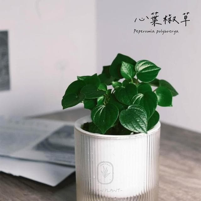 原植｜植物｜心葉椒草·觀葉植物·室內植物·雨林植物·辦公室盆栽·除甲醛