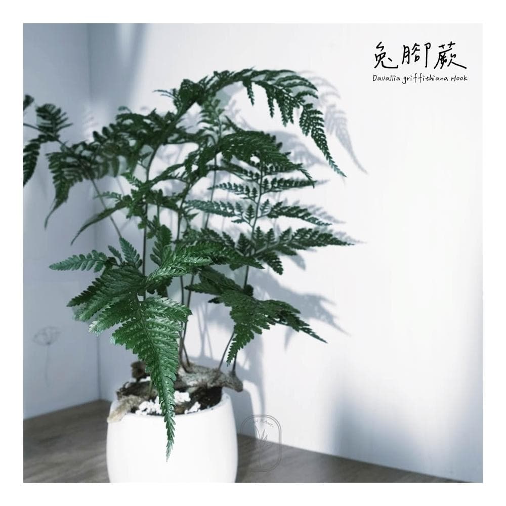 原植｜植物｜兔腳蕨·耐陰植物·室內植物·蕨類·觀葉植物·療癒植物·辦公室植物·水泥盆栽·好照顧·3寸