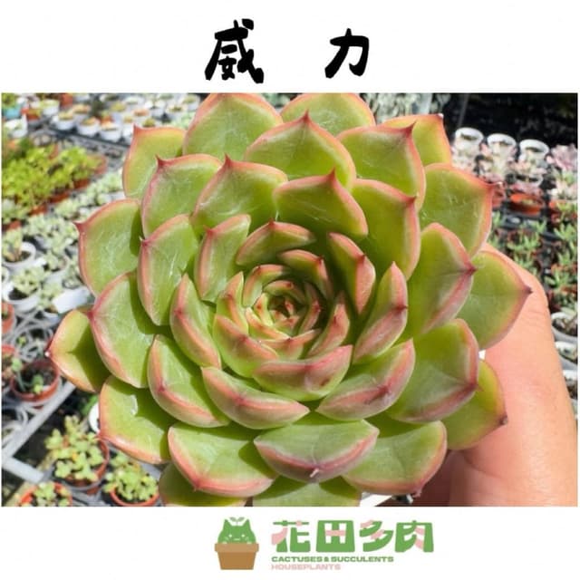 《花田多肉》🌵【威力】 3吋盆 多肉植物/多肉/戶外植物/景天科