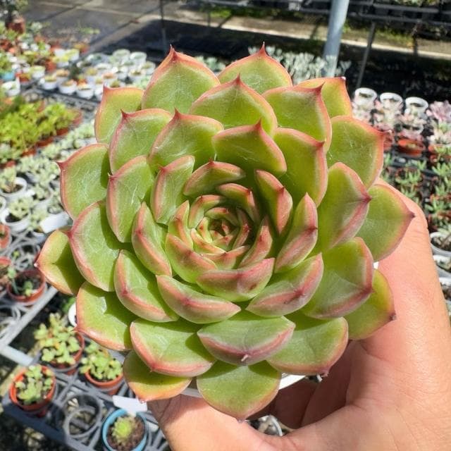 《花田多肉》🌵【威力】 3吋盆 多肉植物/多肉/戶外植物/景天科