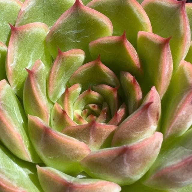 《花田多肉》🌵【威力】 3吋盆 多肉植物/多肉/戶外植物/景天科
