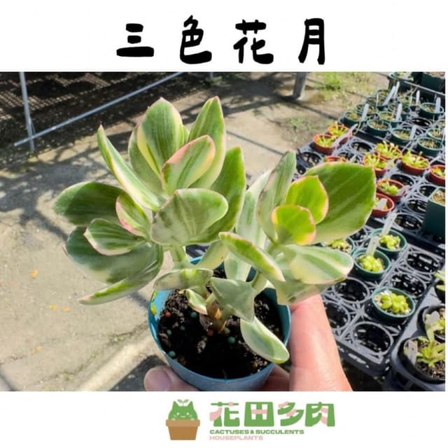 《花田多肉》🌵【三色花月】 3吋盆 多肉植物/多肉/戶外植物/景天科