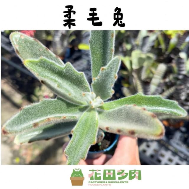 《花田多肉》🌵【柔毛兔】 3吋盆 多肉植物/兔耳/多肉/戶外植物/景天科