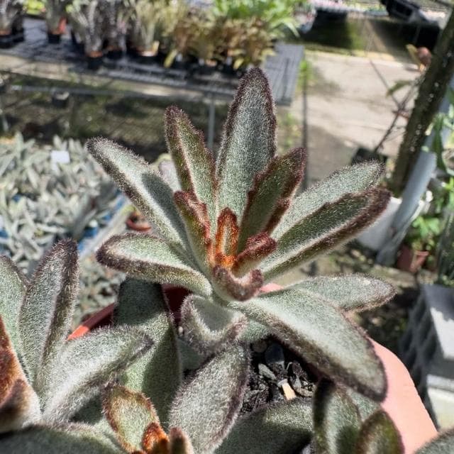 《花田多肉》🌵【野兔耳】3吋盆 多肉植物/多肉/景天科/戶外植物