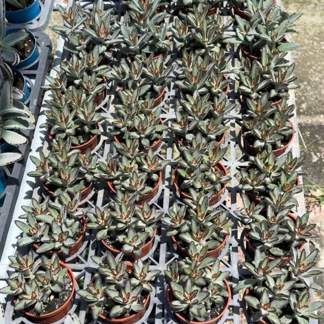 《花田多肉》🌵【野兔耳】3吋盆 多肉植物/多肉/景天科/戶外植物