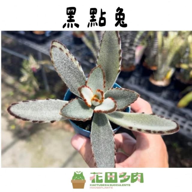 《花田多肉》🌵【黑點兔】 3吋盆 多肉植物/多肉/景天科/兔耳/戶外植物