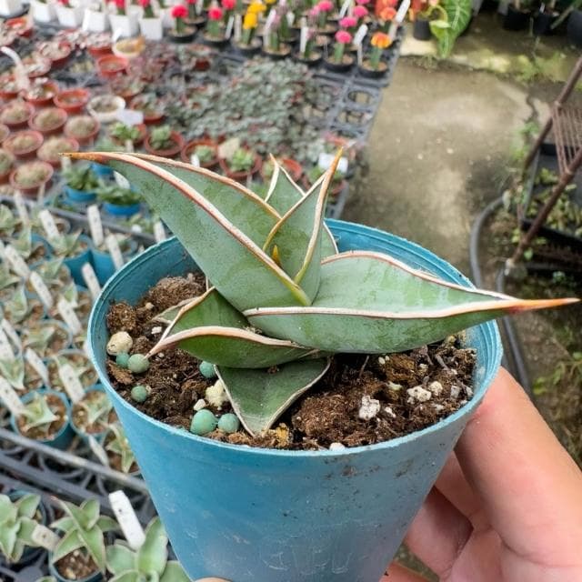 《花田多肉》🌵【姬鮑魚】 3吋盆 虎尾蘭/室內植物/虎皮蘭