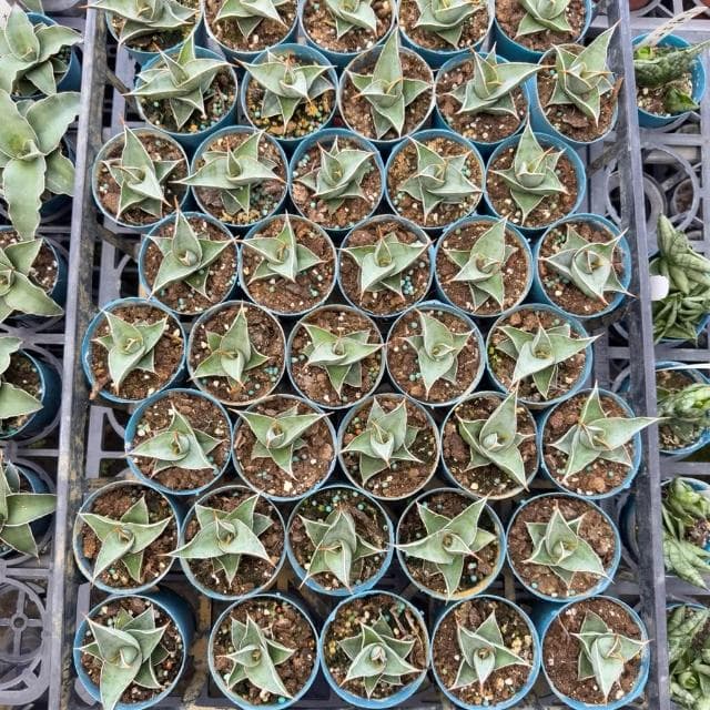 《花田多肉》🌵【姬鮑魚】 3吋盆 虎尾蘭/室內植物/虎皮蘭