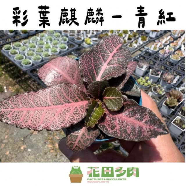 《花田多肉》🌵【彩葉麒麟-青紅】 3吋盆 多肉植物/大戟科/麒麟/戶外植物