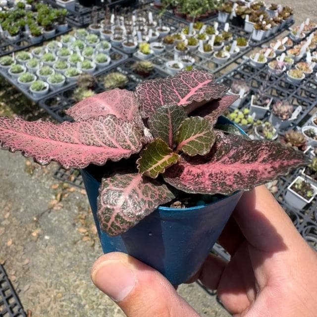 《花田多肉》🌵【彩葉麒麟-青紅】 3吋盆 多肉植物/大戟科/麒麟/戶外植物