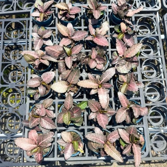 《花田多肉》🌵【彩葉麒麟-青紅】 3吋盆 多肉植物/大戟科/麒麟/戶外植物