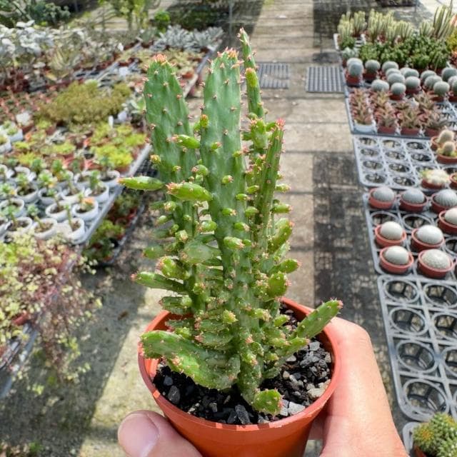 《花田多肉》🌵【日見之初/初日之初】 3吋盆 多肉植物/仙人掌/戶外植物