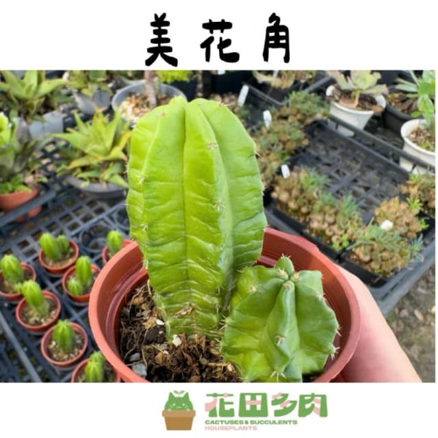 《花田多肉》🌵【美花角】 3吋盆 多肉植物/仙人掌/開花植物/戶外植物