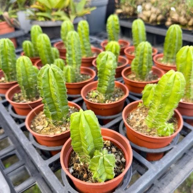 《花田多肉》🌵【美花角】 3吋盆 多肉植物/仙人掌/開花植物/戶外植物