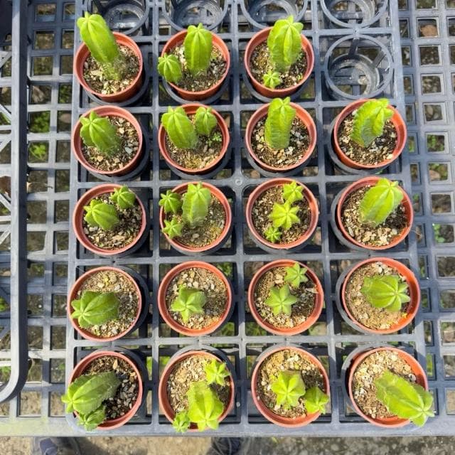 《花田多肉》🌵【美花角】 3吋盆 多肉植物/仙人掌/開花植物/戶外植物