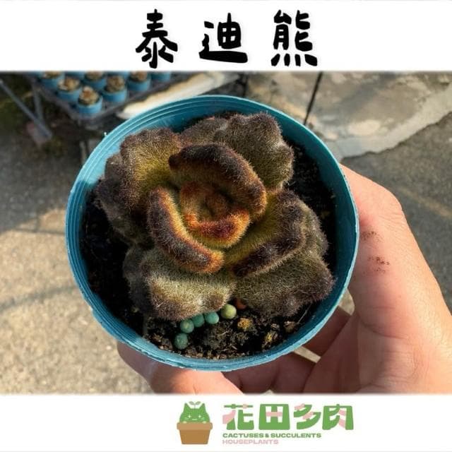 《花田多肉》🌵【泰迪熊】 3吋盆 多肉植物/兔耳/多肉/景天科/戶外植物