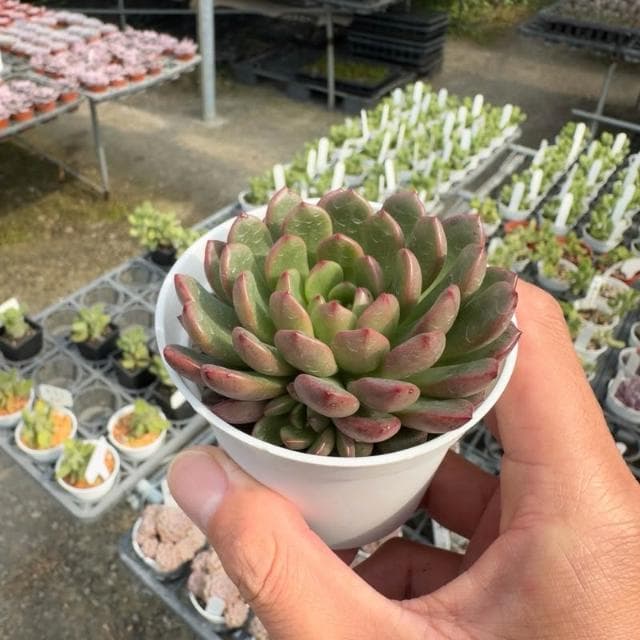 《花田多肉》🌵【紅寶石】 3吋盆 多肉植物/仙人掌/戶外植物/景天科/多肉