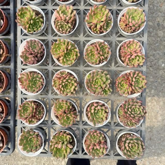 《花田多肉》🌵【紅寶石】 3吋盆 多肉植物/仙人掌/戶外植物/景天科/多肉