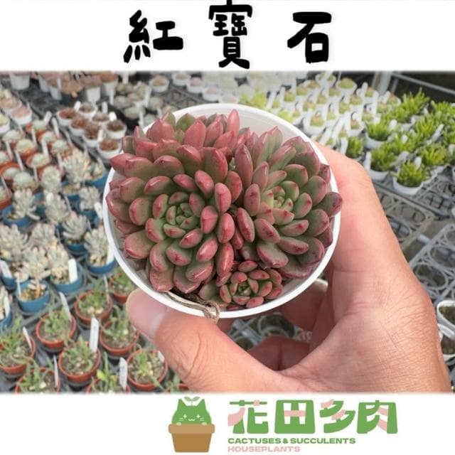 《花田多肉》🌵【紅寶石】 3吋盆 多肉植物/仙人掌/戶外植物/景天科/多肉