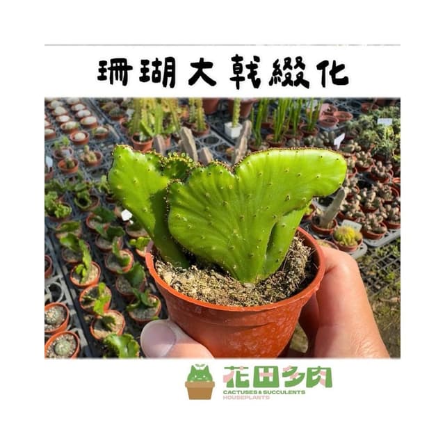 《花田多肉》🌵【珊瑚大戟綴化】 3吋盆 多肉植物/大戟科/戶外植物/綴化/多肉