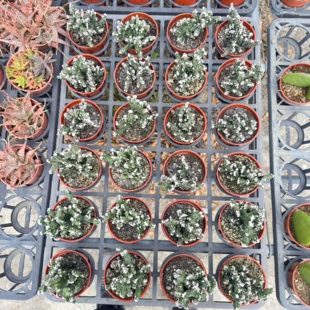 《花田多肉》🌵【殘雪之峰】 3吋盆 多肉植物/仙人掌/戶外植物/園藝