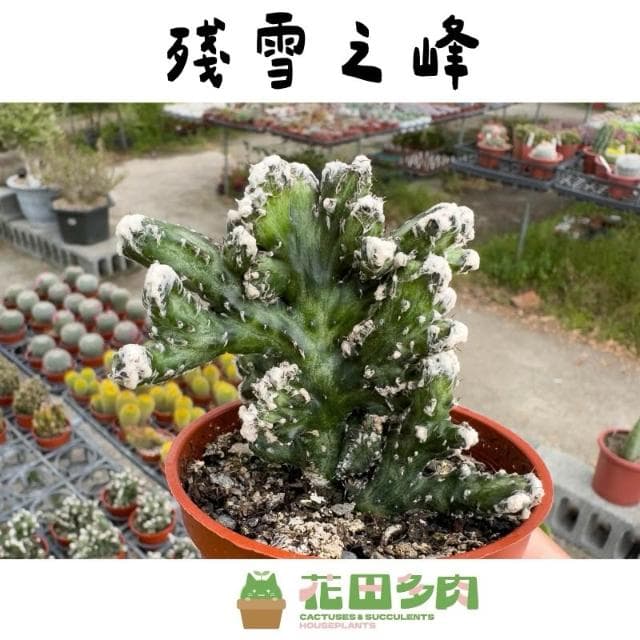 《花田多肉》🌵【殘雪之峰】 3吋盆 多肉植物/仙人掌/戶外植物/園藝