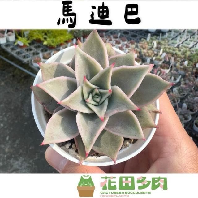 《花田多肉》🌵【馬迪巴】 3寸盆 多肉植物/仙人掌/戶外植物/景天科