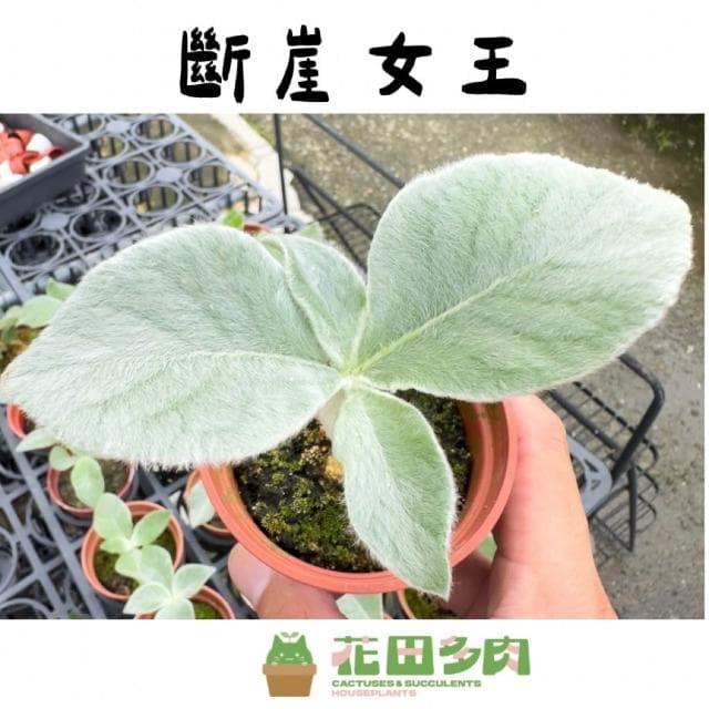 《花田多肉》🌵【斷崖女王】 3吋盆 多肉植物/多肉/塊根/塊莖/苦苣苔