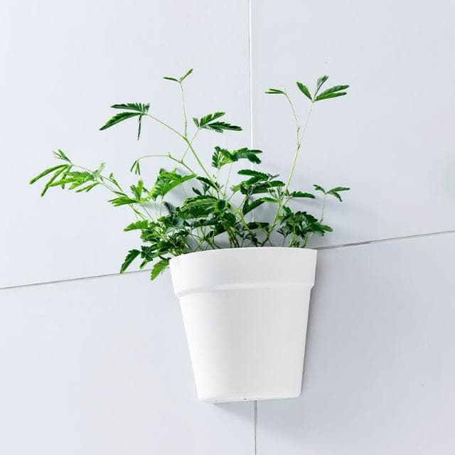 〈拜雅齊BYC〉壁掛式塑料盆栽花器(植物花盆 墻壁陽臺室內牆上盆景 半圓形小花盆 )