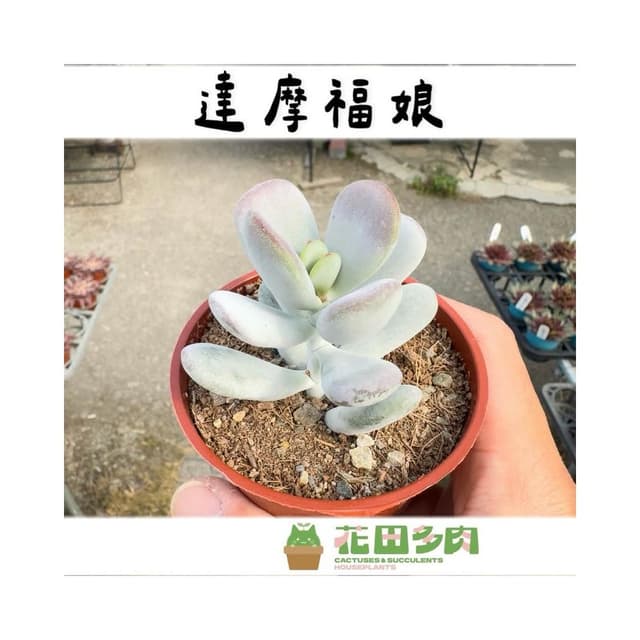 《花田多肉》🌵【達摩福娘】 3吋盆 多肉植物/多肉/景天科/戶外植物