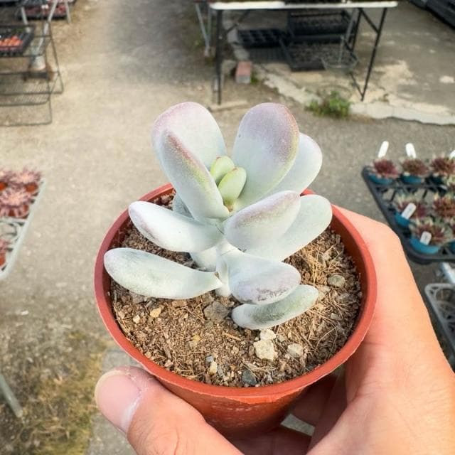 《花田多肉》🌵【達摩福娘】 3吋盆 多肉植物/多肉/景天科/戶外植物