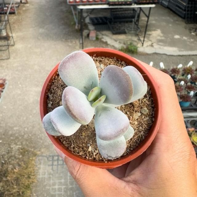 《花田多肉》🌵【達摩福娘】 3吋盆 多肉植物/多肉/景天科/戶外植物