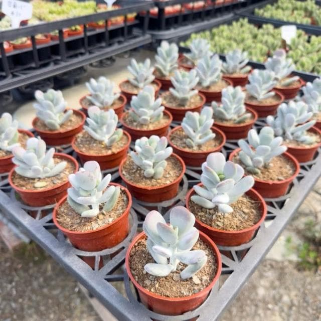 《花田多肉》🌵【達摩福娘】 3吋盆 多肉植物/多肉/景天科/戶外植物
