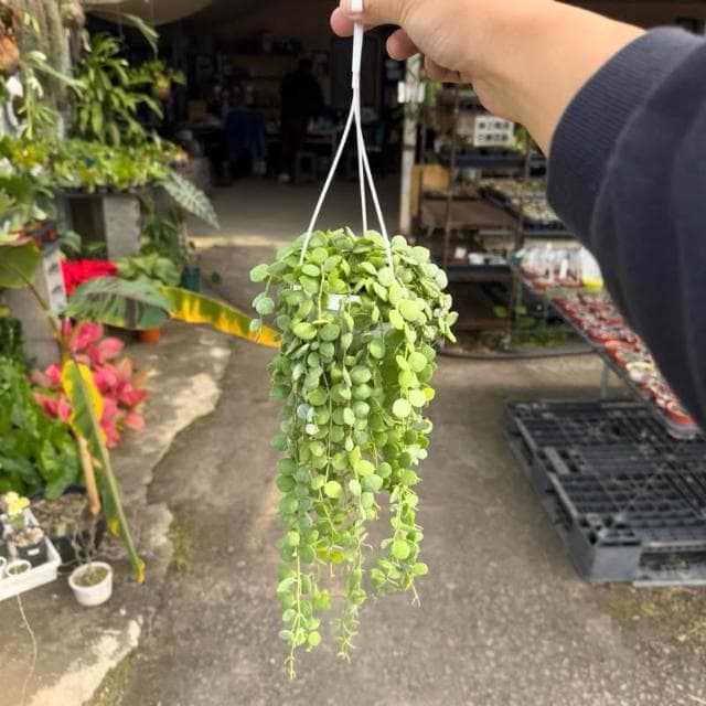《花田多肉》🌵【串錢藤】 3吋盆 多肉植物/仙人掌/垂釣植物/吊盆