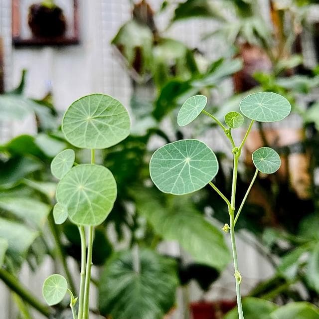 《花田多肉》🌵【圓葉山烏龜】 裸根 塊根/多肉植物/仙人掌/石頭玉
