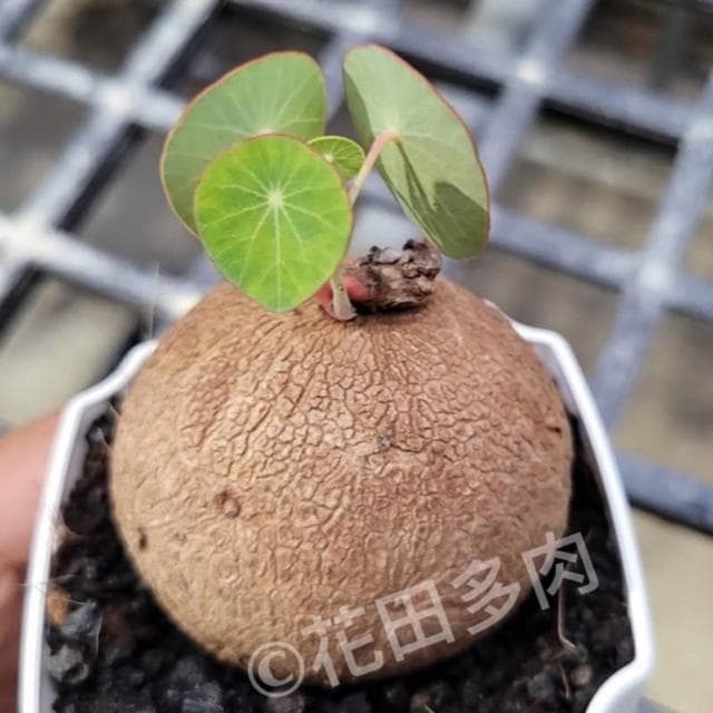 《花田多肉》🌵【圓葉山烏龜】 裸根 塊根/多肉植物/仙人掌/石頭玉
