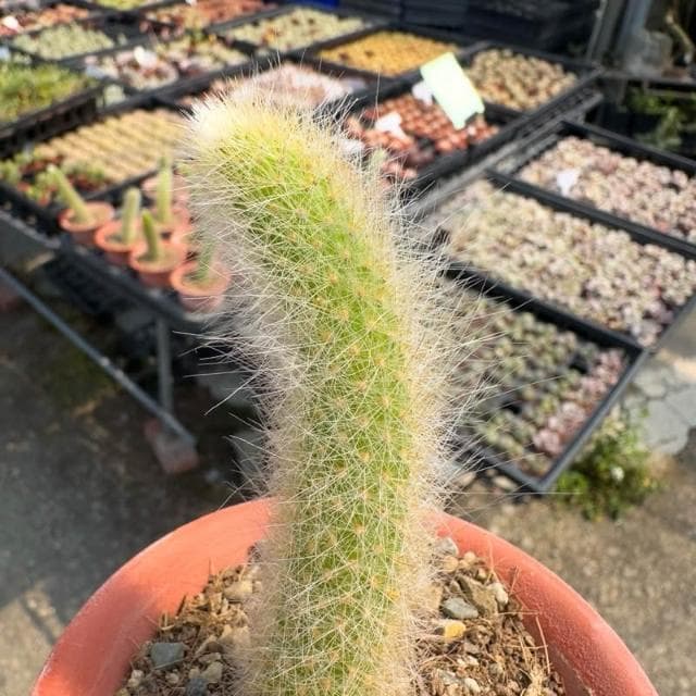 《花田多肉》🌵【猴尾柱】 3吋盆 仙人掌/多肉植物/多肉/戶外植物
