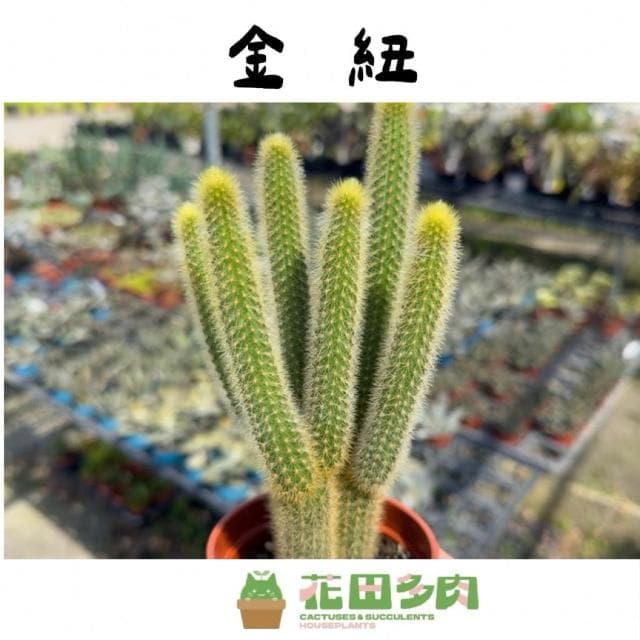 《花田多肉》🌵【金鈕/貓尾巴】 3吋盆 仙人掌/多肉植物/盆栽