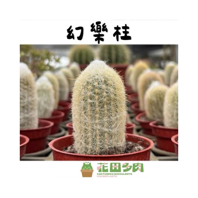 《花田多肉》🌵【老樂柱/幻樂柱】 3吋盆 多肉植物/仙人掌/園藝/盆栽